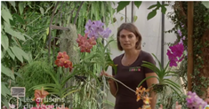 Comment entretenir votre orchidée? 